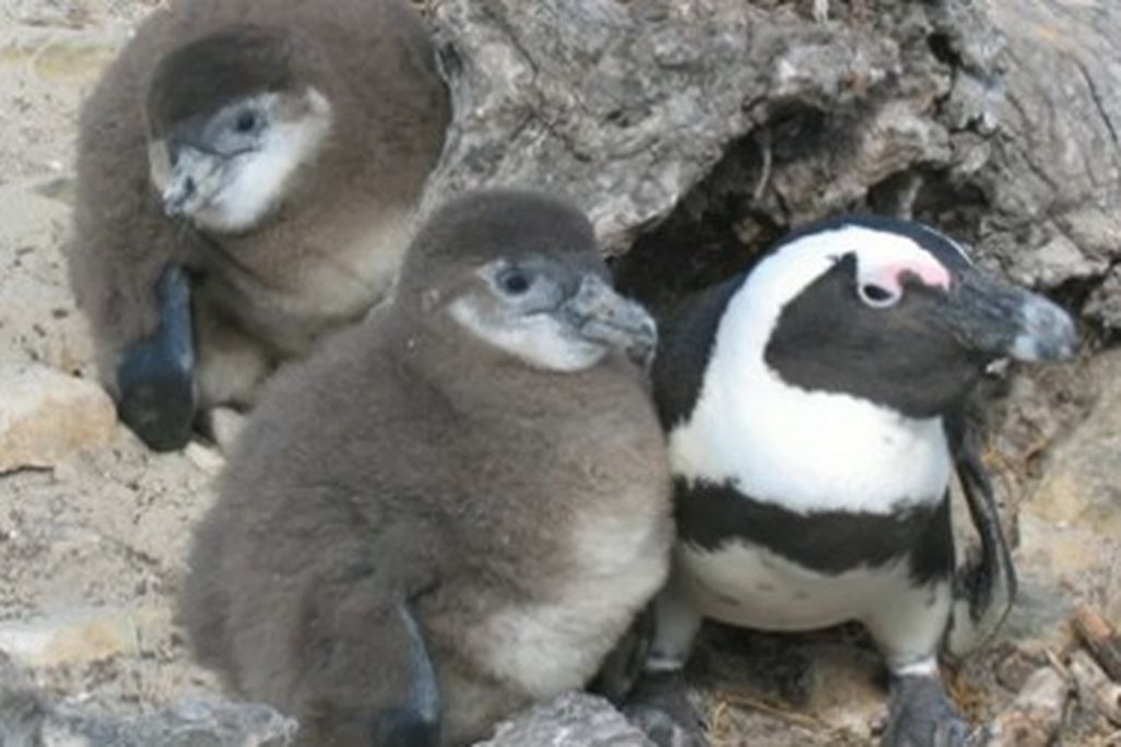 20110823092012Penguin_rescue_video.jpg