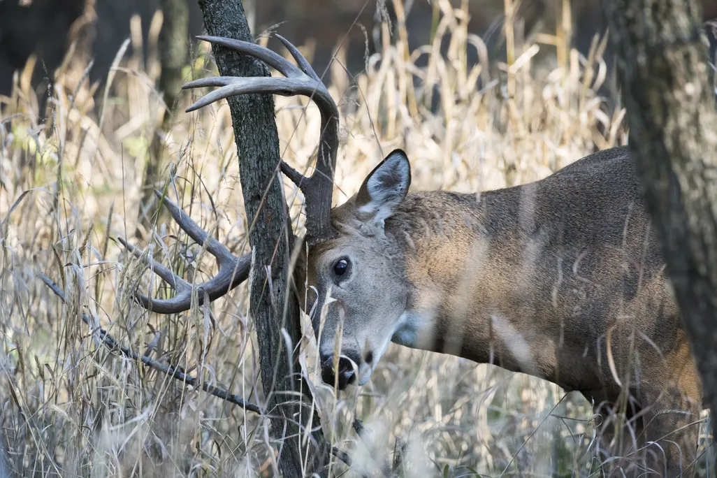 buck rubbing its forehead against a narrow tree
