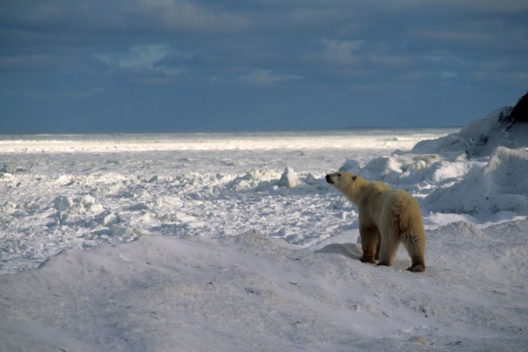 polar bear