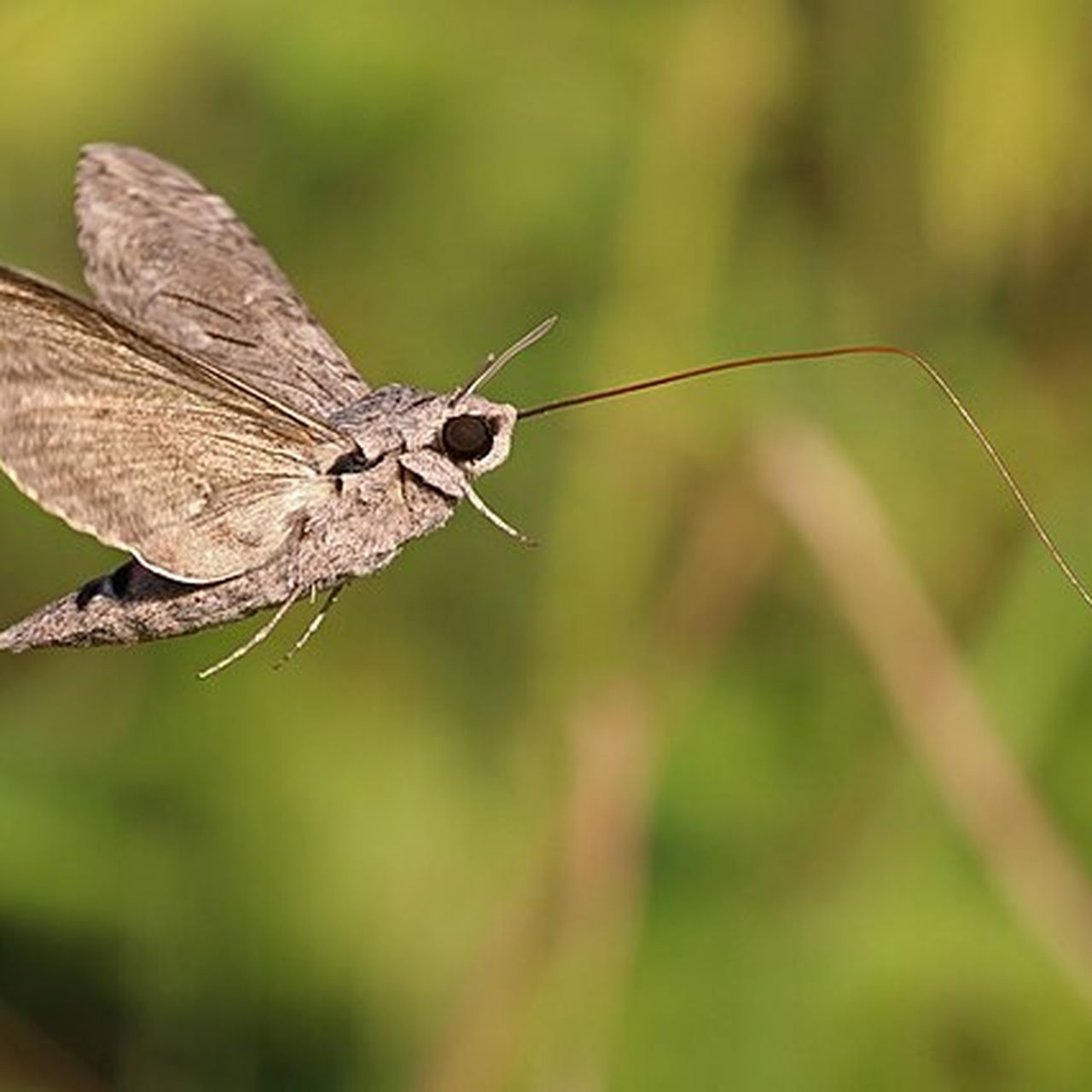 The Bizarre Dining Habits of Moths | Smithsonian Voices | Smithsonian Books  Smithsonian Magazine, image size:1280x1280