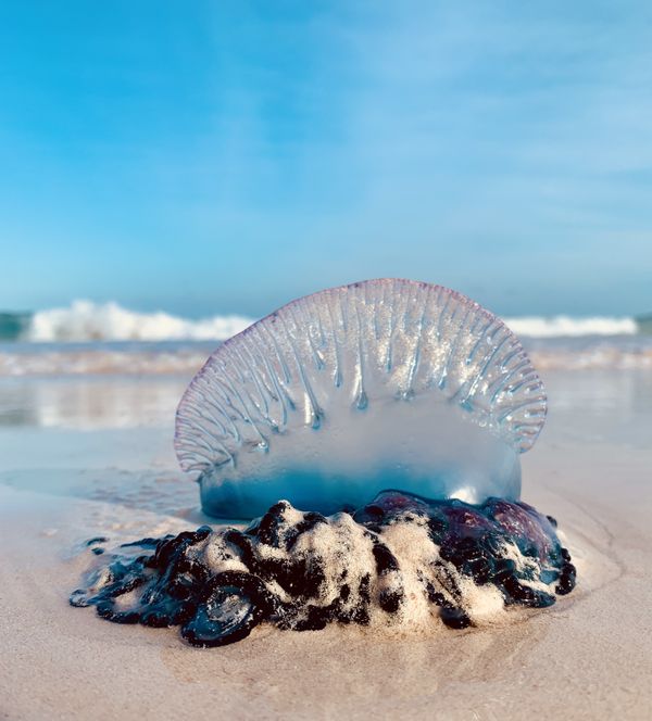 Portuguese man ‘o war on the beach thumbnail