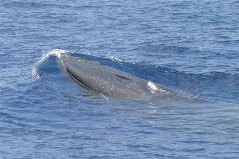 Scientists described a new species of Bryde’s-like whale using the skeleton of a whale that washed ashore in the Florida Everglades in 2019 and is now part of the Smithsonian’s marine mammals collection. (NOAA/NMFS/SEFSC Permit No. 779-1633-0)   