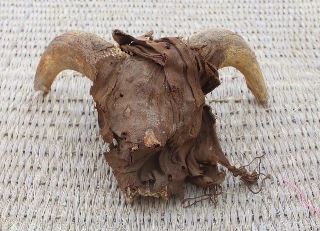 Single ram skull