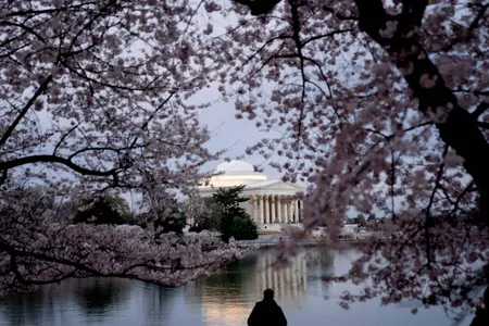 Cherry blossom trees around the Tidal Basin in Washington, D.C. on March 22, 2023