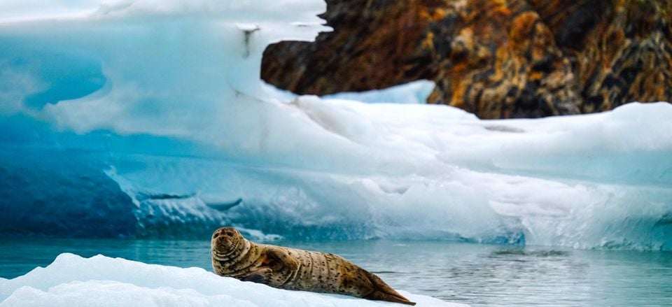  Harbor seal lounging on an iceberg. Credit: Larisa Manewal