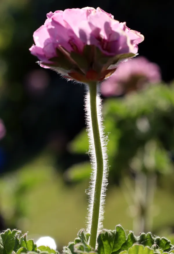 Backlit flower with a fine hairy stem thumbnail