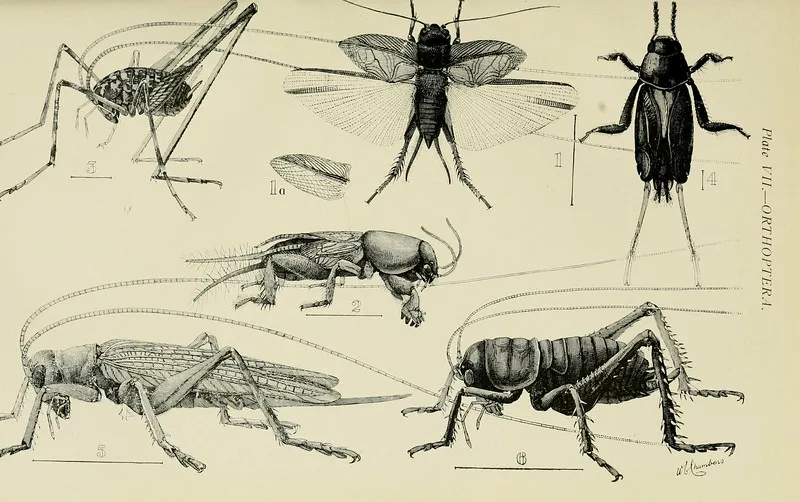 Australian Insects