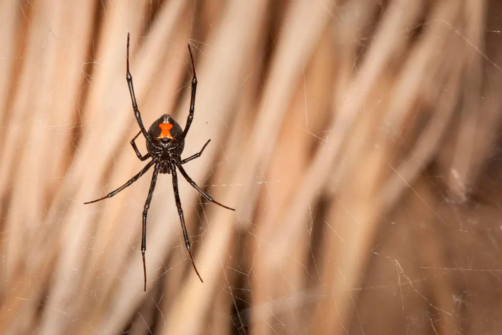 Black Widow Red Hourglass