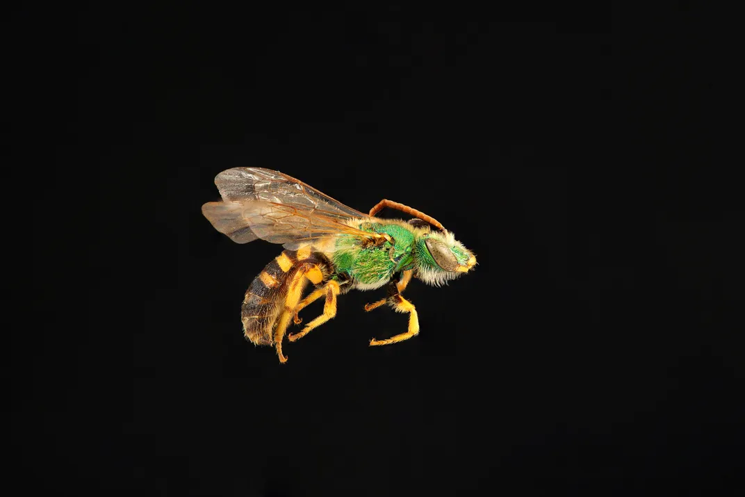 The bicolored striped sweat bee has a short tongue, which leads it to collect nectar from flowers with shallow tubes. Its metallic green head makes it relatively easy to spot. Yellow and black stripes distinguish the male bees of this species, while the f