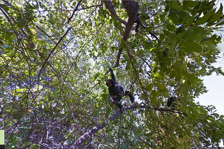 Google's newest Street View collection takes users to Gombe Stream National Park, where Jane Goodall pioneered her chimpanzee behavioral research. "Don't forget to look up," a Google project manager says.