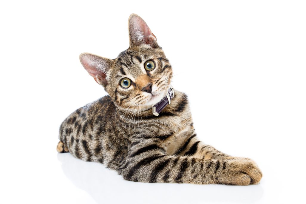 A brown striped cat lying on its belly with its head tilted to the side.
