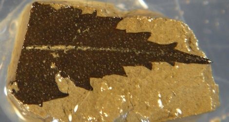 A 24,700-year-old leaf