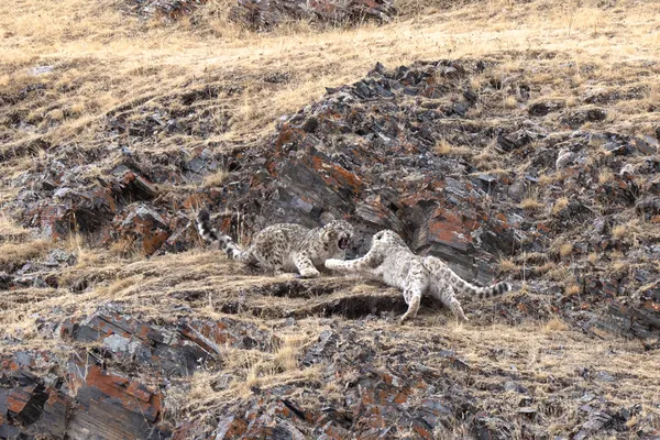 A Moment of Deep Affection, A Flash of Play thumbnail