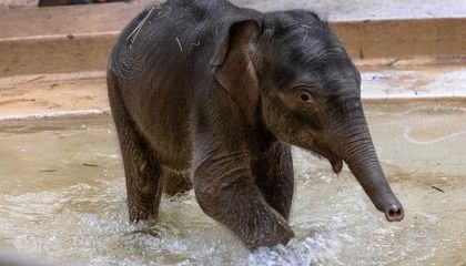 See the Most Adorable Photos of Baby Elephant Linh Mai, the National Zoo’s Newest Star