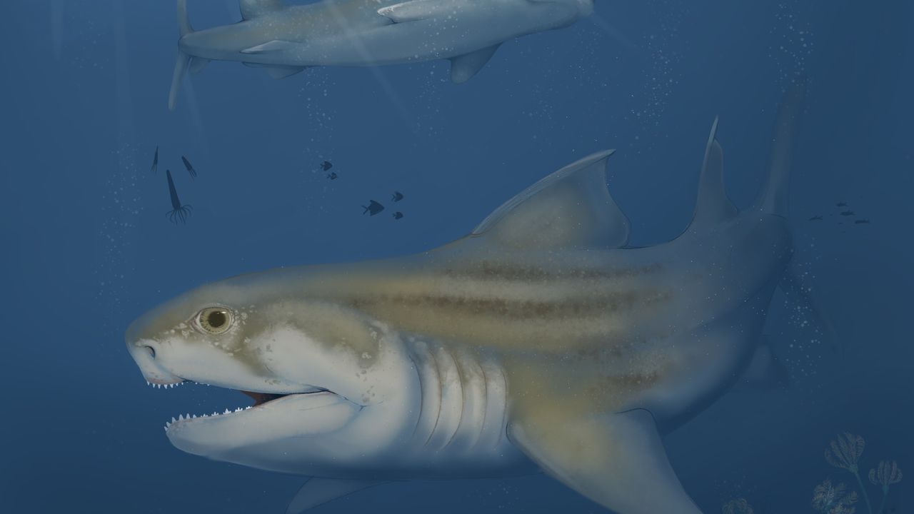 Extinct Shark An Extinct Shark – Sharks And Rays – Te Ara