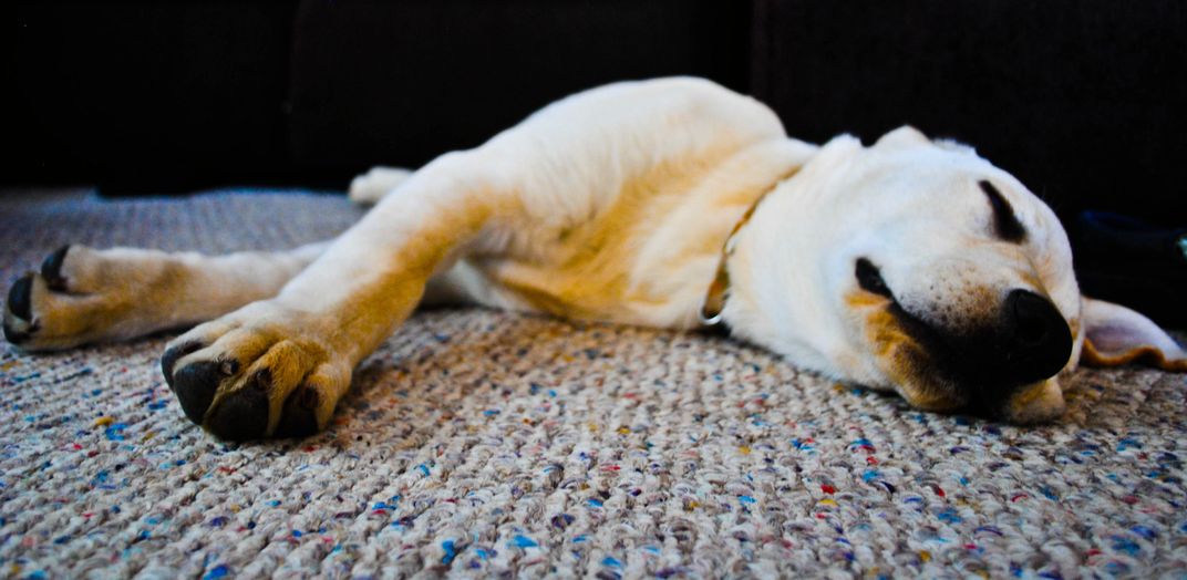 Lazy Lab Smithsonian Photo Contest Smithsonian Magazine