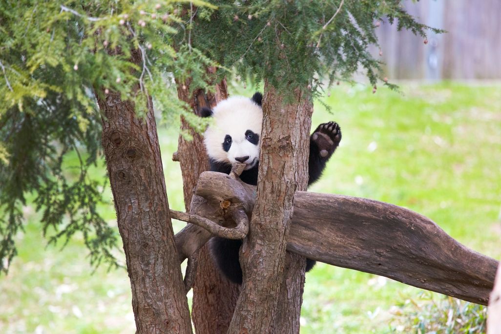 Bei Bei waves from a tree