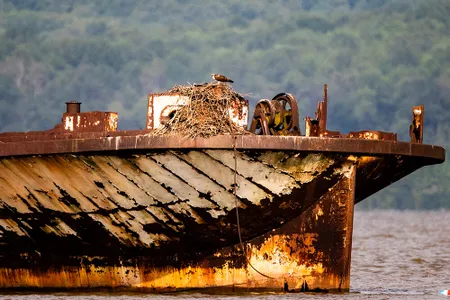 The historic shipwrecks of Mallows Bay-Potomac River National Marine Sanctuary provide habitat for birds and other wildlife.