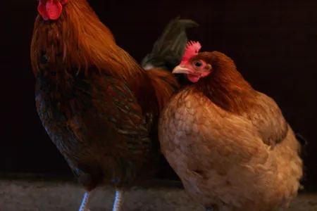 A cock and a hen roosting together