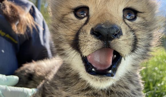 A cheetah cub at the Smithsonian Conservation Biology Institute in Front Royal, Virginia.