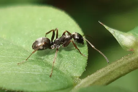 Ants don&#39;t have noses, but they detect scents using antennae atop their heads.