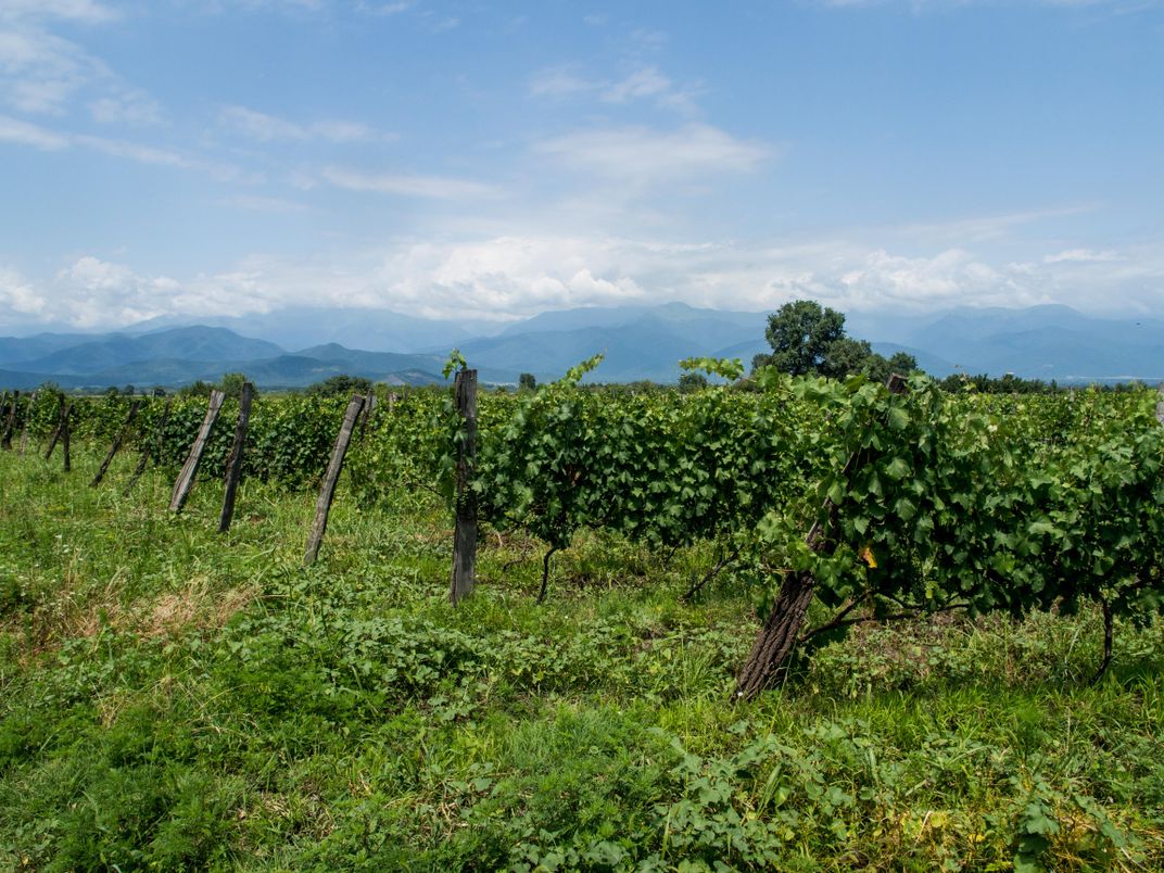 Vineyards in Kakheti, Georgia