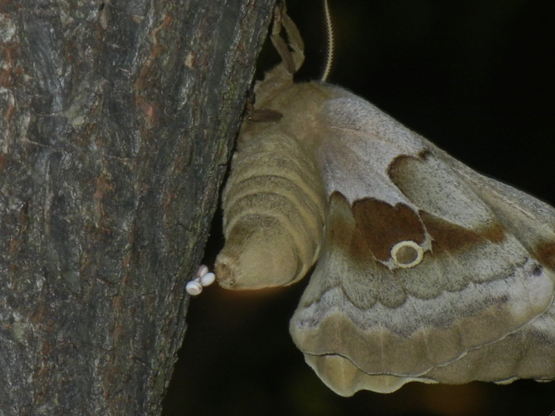 Polyphemus moth laying egg, apparently unfertilized noted by the