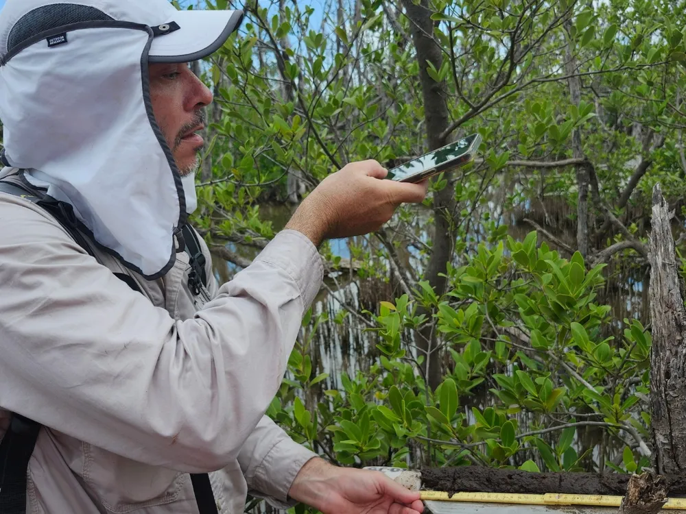Andre Rovai measures mangrove growth in forest
