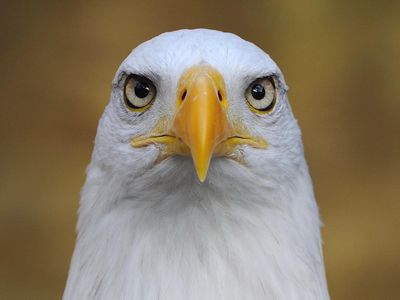 Eagles have spectacular long-distance vision that drones can only envy. At least for now.