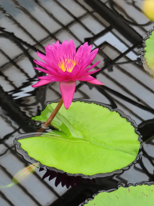 Waterlily and lily pad resting on the water at Kew Gardens thumbnail