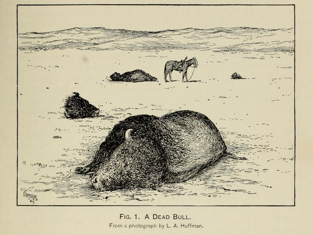 After L. A. Huffman, “A Dead Bull” from William T. Hornaday, “The Extermination of the American Bison, with a Sketch of Its Discovery and Life History,” Annual Report of the Smithsonian Institution for the Year Ending June 30, 1887, part 2 (1889): pl. IX.  