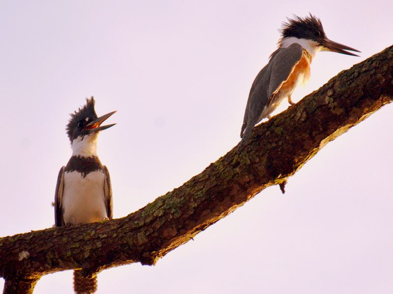 Booty Call: A male Belted Kingfisher joins a female on a branch. She leaves seconds later ...