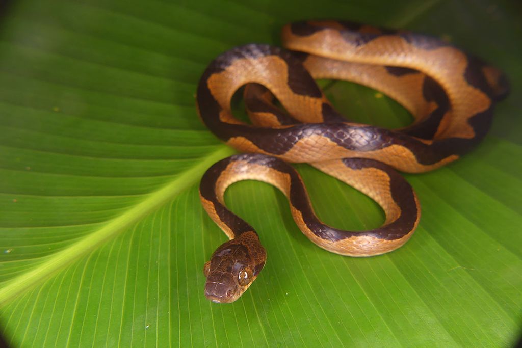 The cat-eyed snake, light brown with a dark brown stripe squiggling along its body, slithers on a green leaf in the Peruvian Amazon