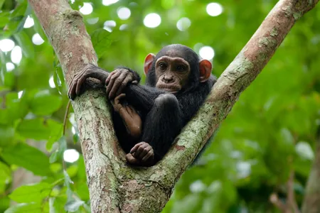 Around 1,400 chimps might lose their home in Congo. 