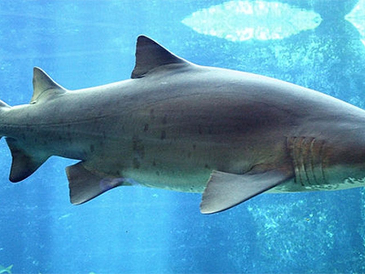 Baby Sand Tiger Sharks Devour Their Siblings While Still in the Womb, image size:1280x960