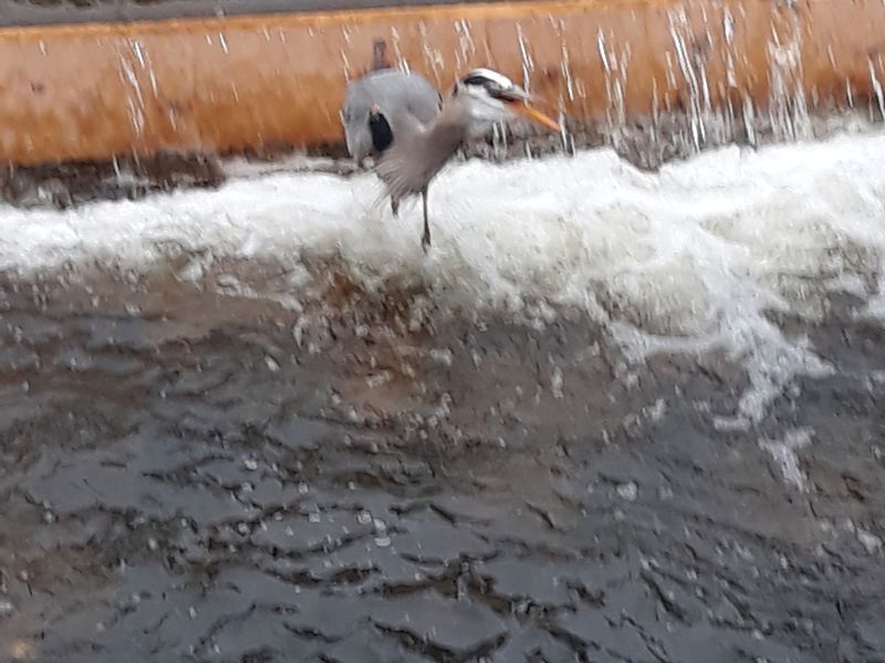 Great Blue Herring eating a Herring Smithsonian Photo Contest