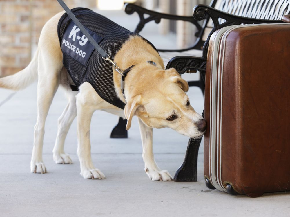 A dog wearing a K-9 Police Dog vest smells a suitcase