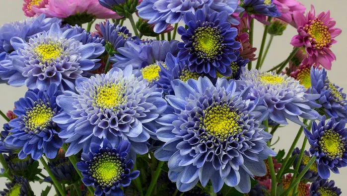 Chrysanthemums, Mums