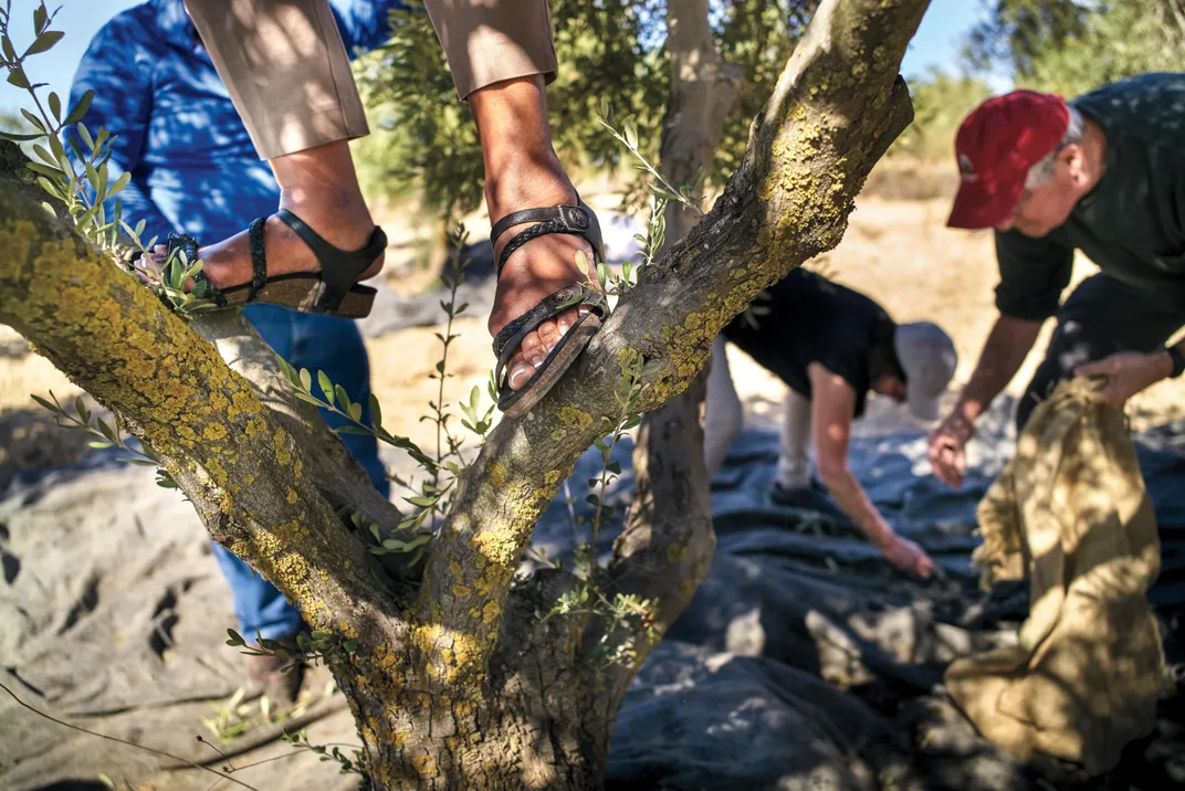 olive picking