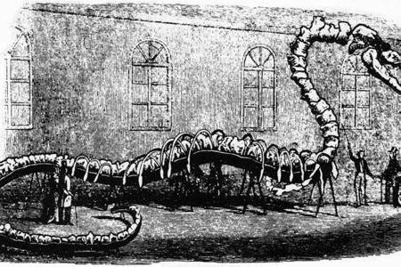 An illustration of German-born fossil collector Albert Koch's "Hydrarchos" as it appeared on display.