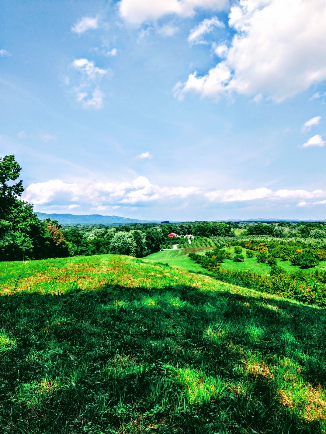 Wright's Apple Orchard Smithsonian Photo Contest Smithsonian Magazine