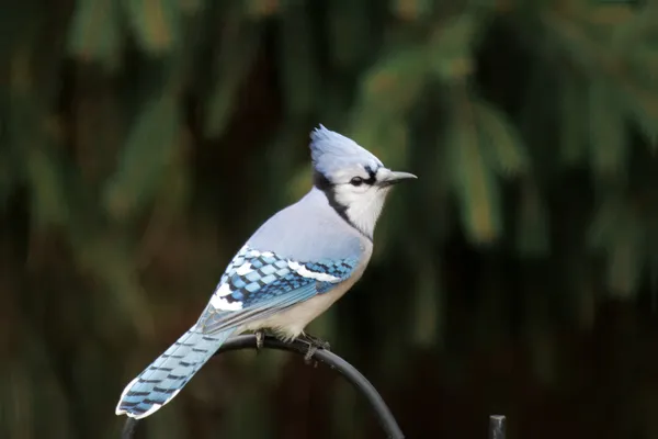 Birds in my backyard - Blue Jay thumbnail