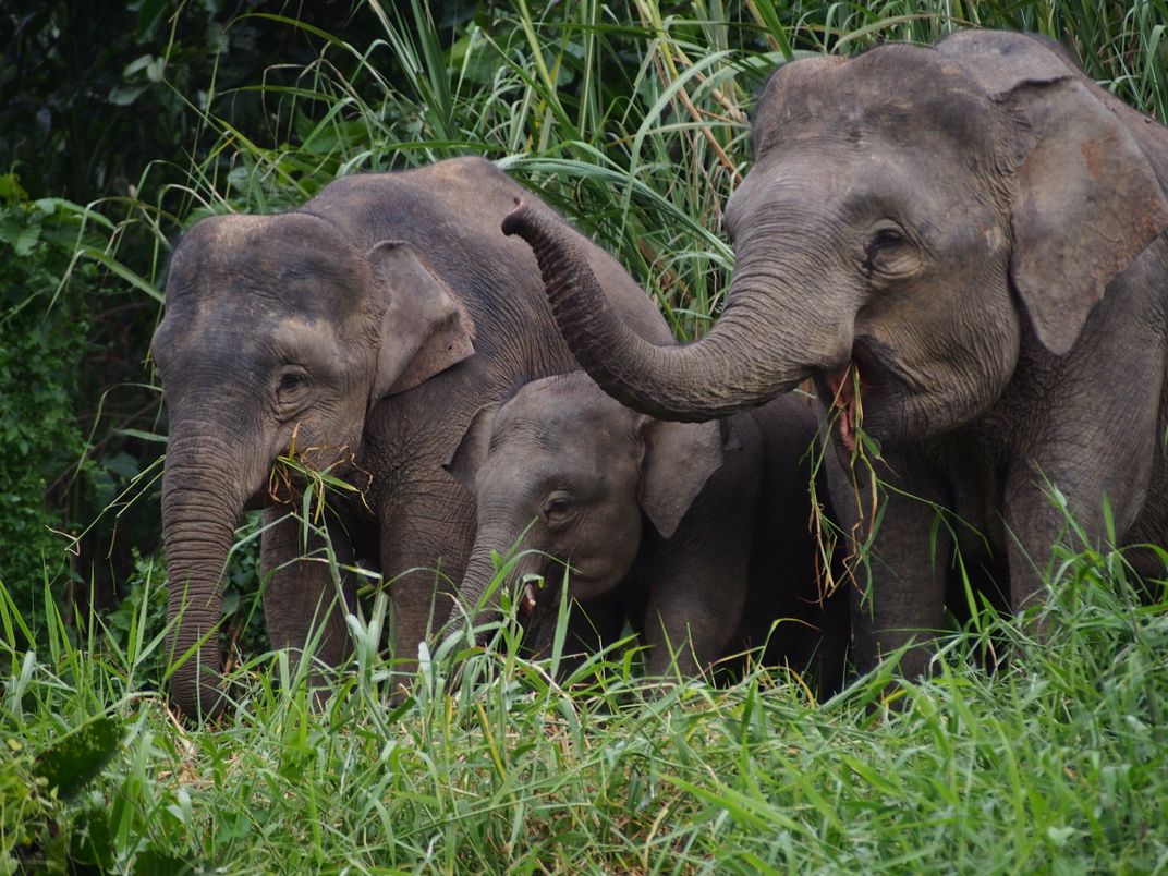 Three Elephants Eating | Smithsonian Photo Contest | Smithsonian Magazine