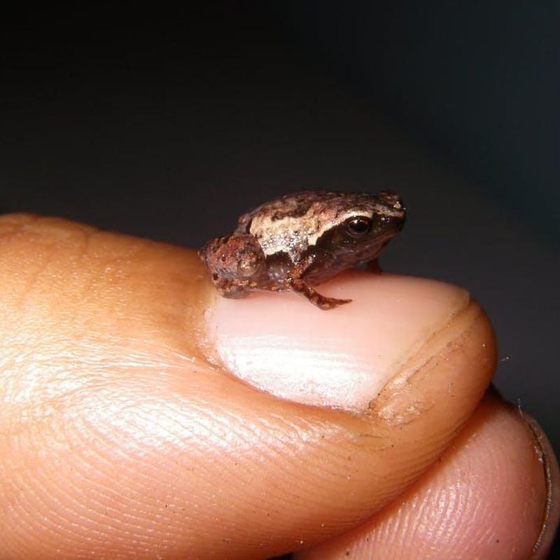 New staple-size frog from Madagascar is one of the tiniest ever discovered