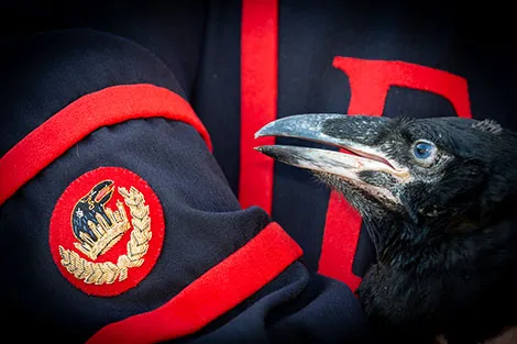 Tower of London Welcomes Baby Ravens for the First Time in 30 Years