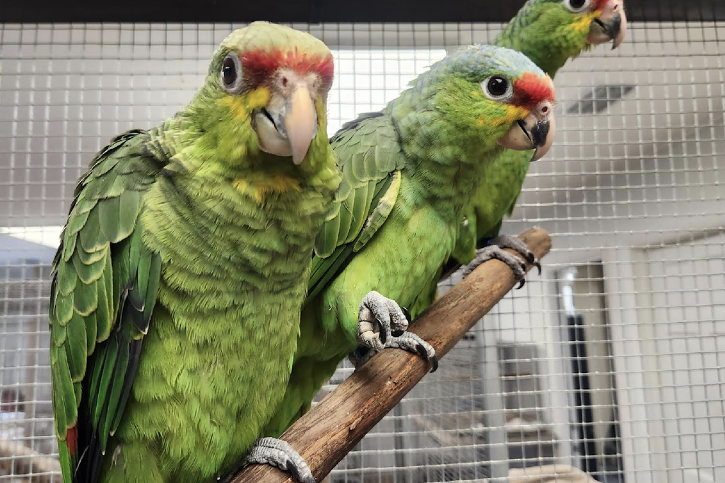 Three parrots - square