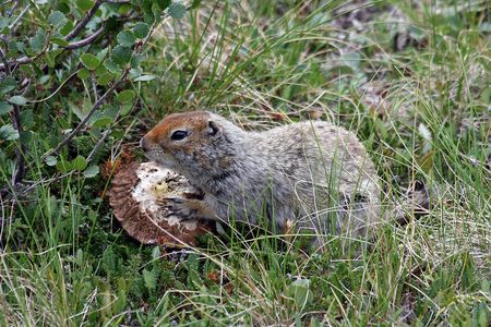 Turns out, the Arctic squirrels (Urocitellus parryii) on Chirikof Island, long believed to be an invasive species, were native.