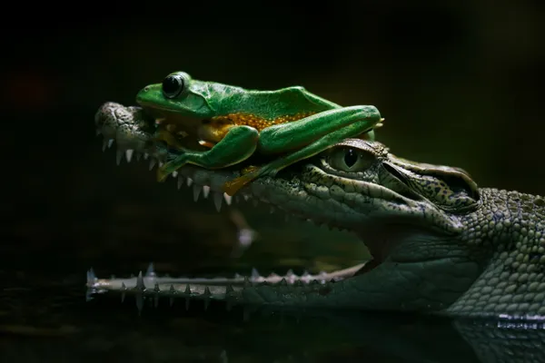 Frog & Crocs thumbnail