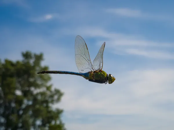 dragonfly against the blue thumbnail