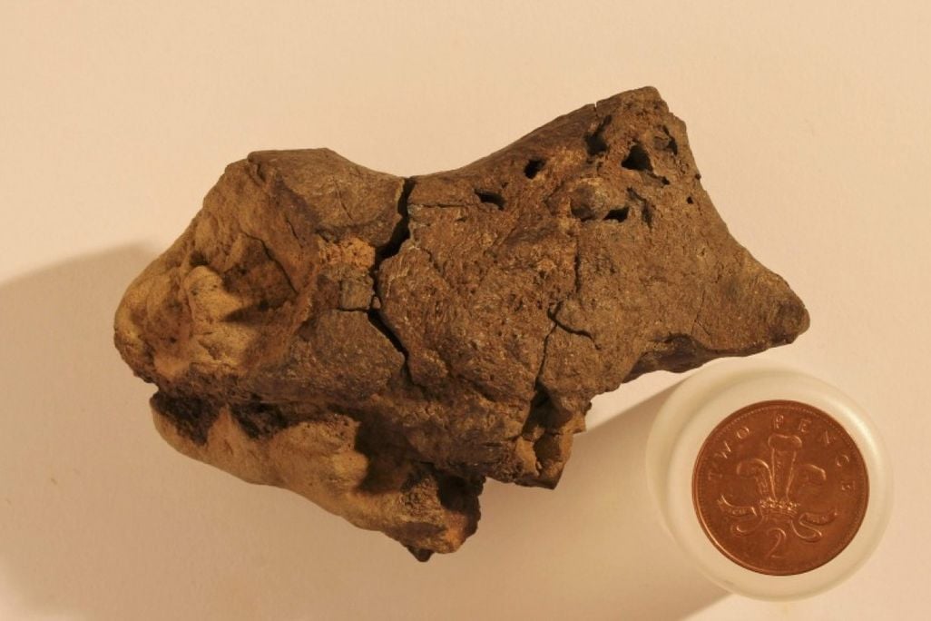 dinosaur brain.jpg